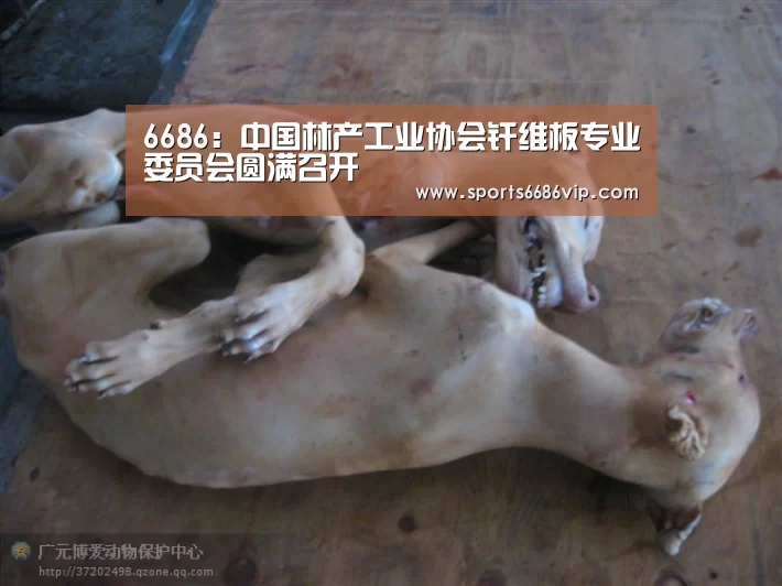 6686官网